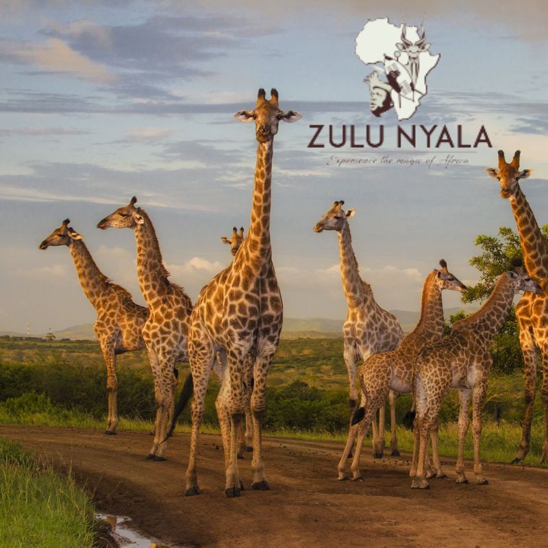 Giraffes in Africa with the Zulu Nyala logo in the corner.